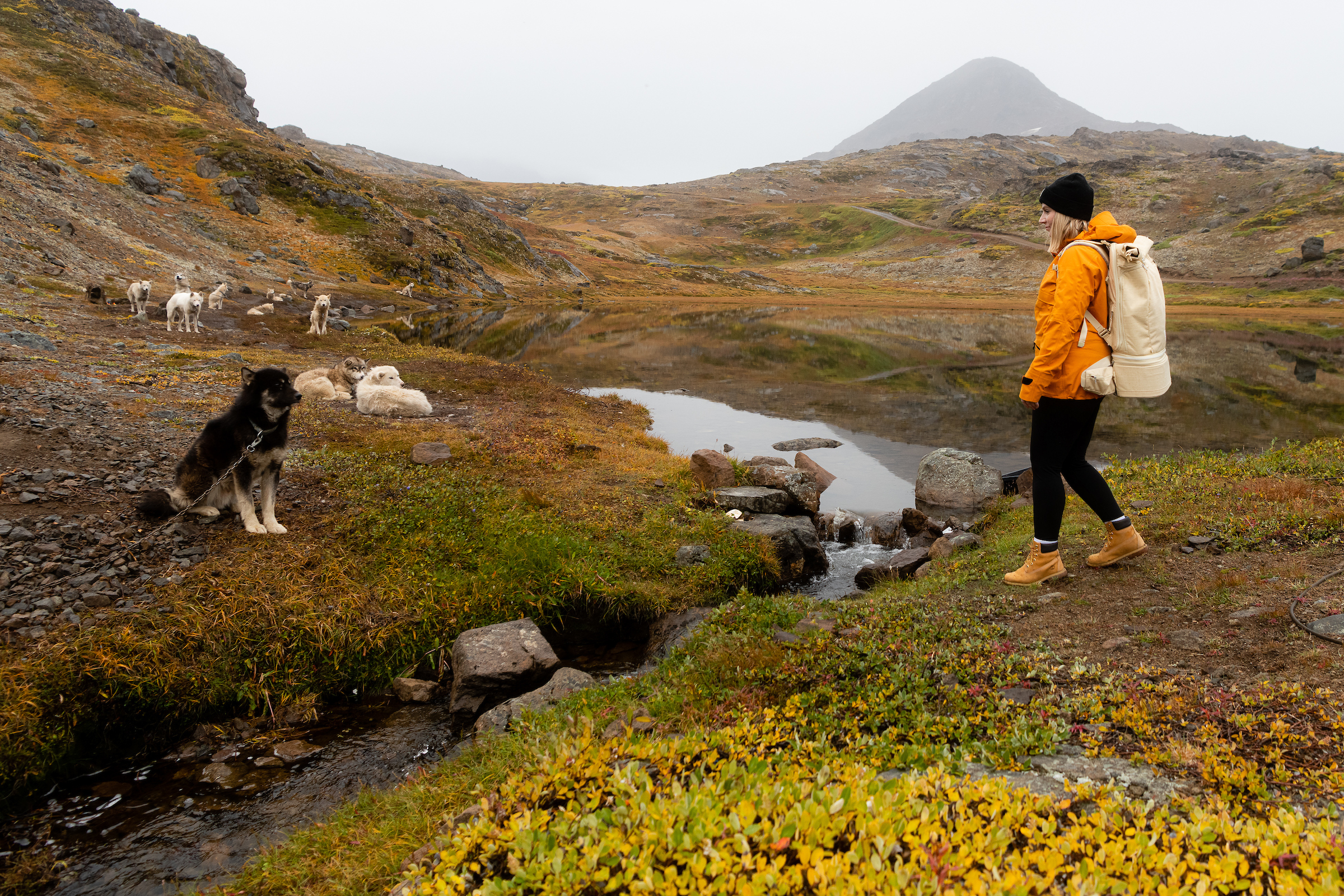 Curious sled dogs in holiday mode. Photo by Philipp Mitterlehner - Visit Greenland