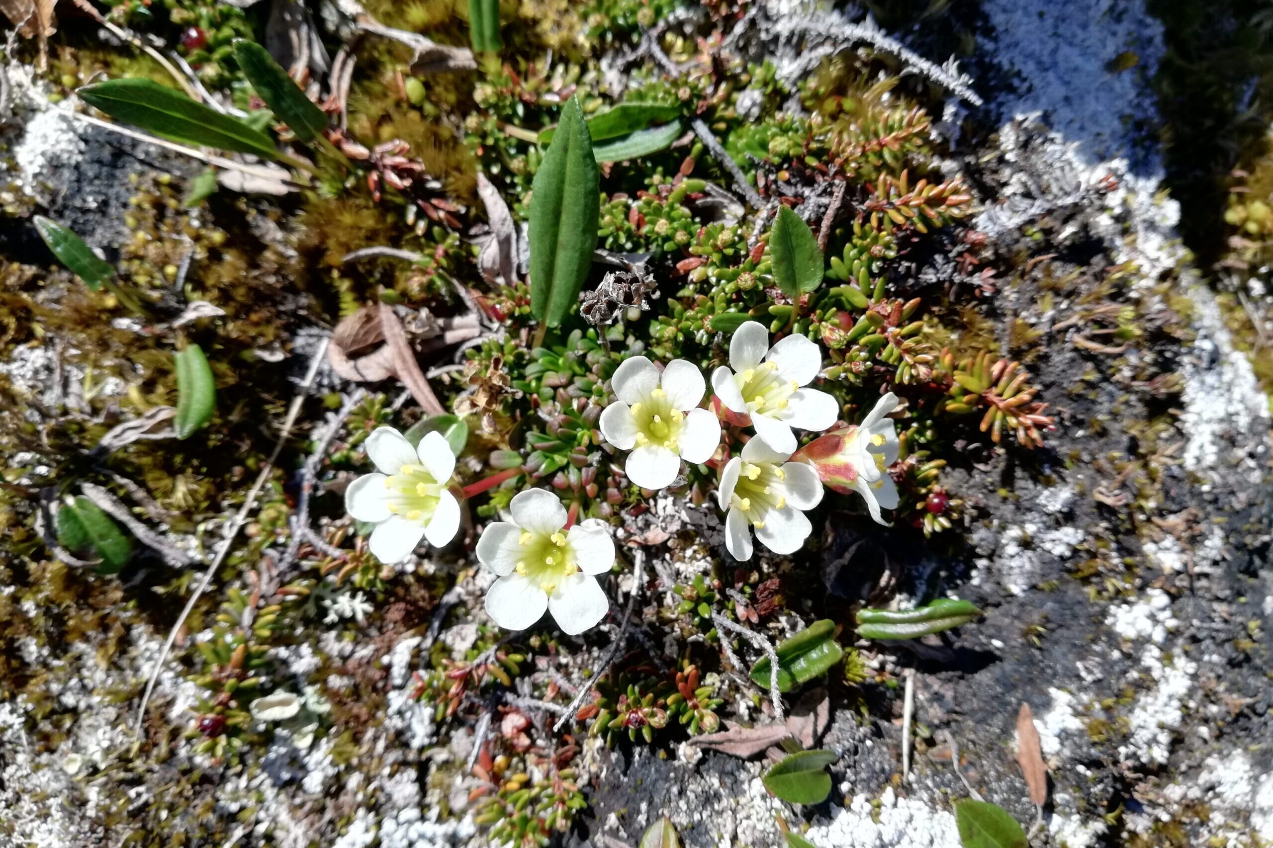 One of the flowers creating flourishing Flower Valley in Tasiilaq. Photo by Anna Burdenski - Visit East Greenland