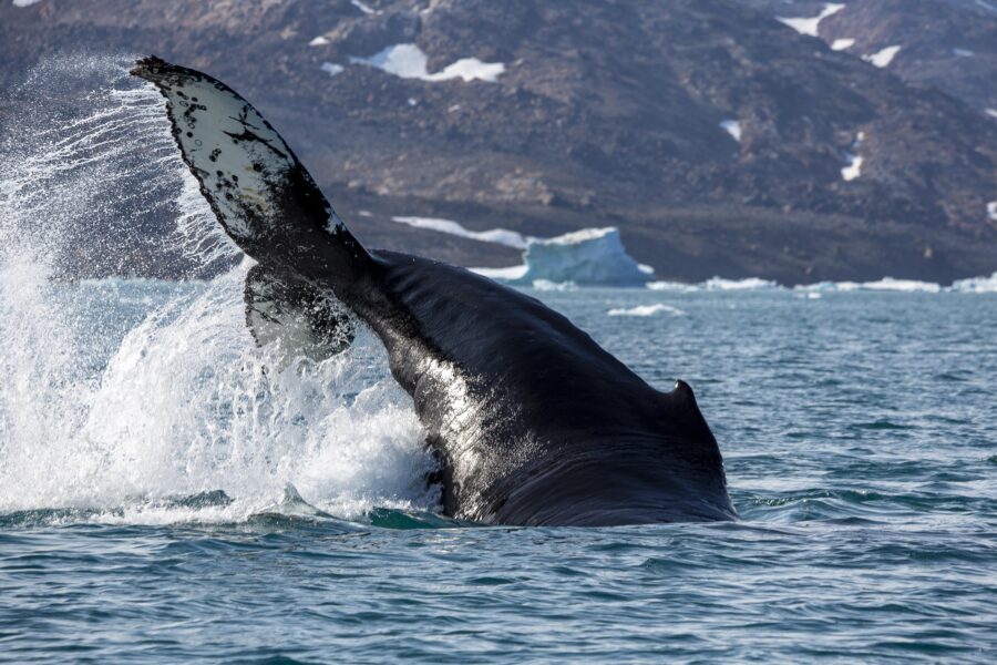 Whale's jumping over water near Tasiilaq. Photo by Lars Anker Møller