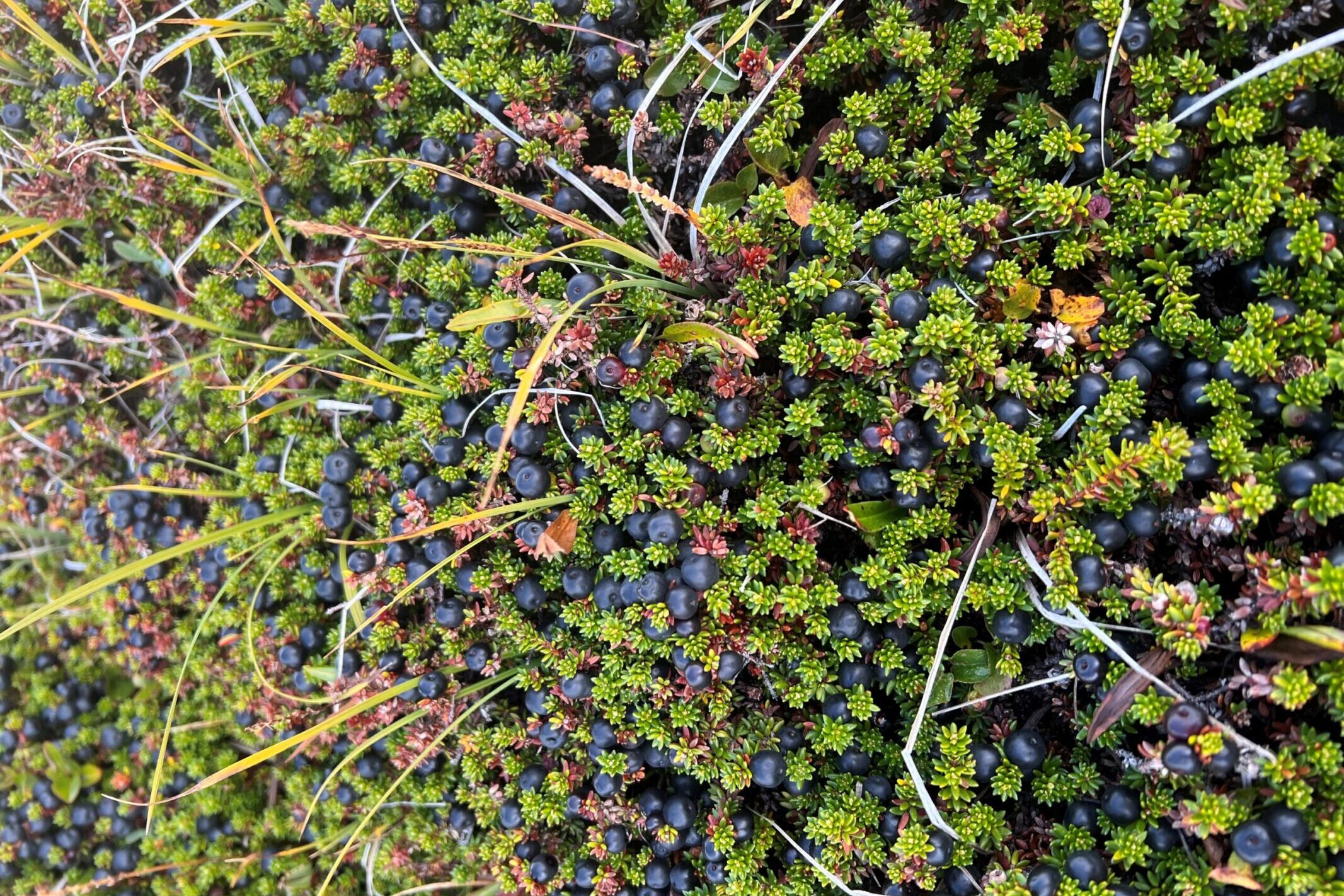 Crowberries in the Flower Valley during fall. Photo by Anna Burdenski - Visit East Greenland