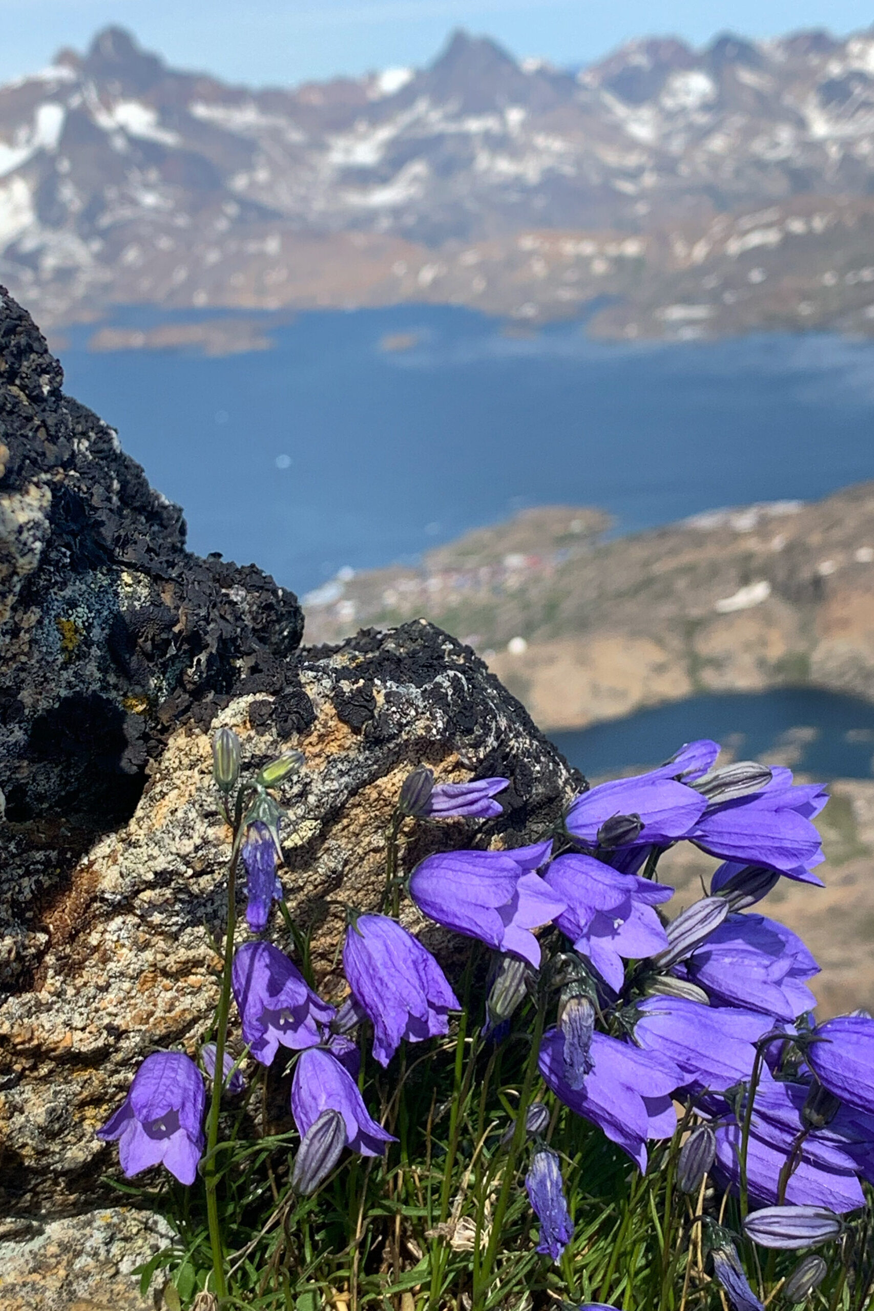 Flowers on top of the mountain. Photo by Natalia Andersen - Visit East Greenland