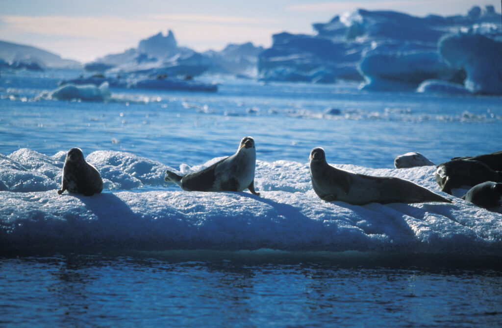 Seals on ice. Photo by John Christensen