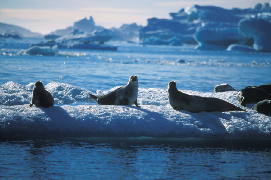 Seals on ice. Photo by John Christensen