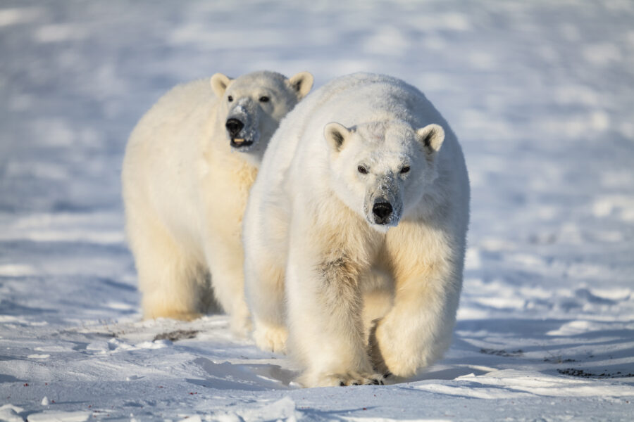 Close up on polar bears, the majestic animal of East Greenland. Photo by Carsten Egevang - Visit East Greenland