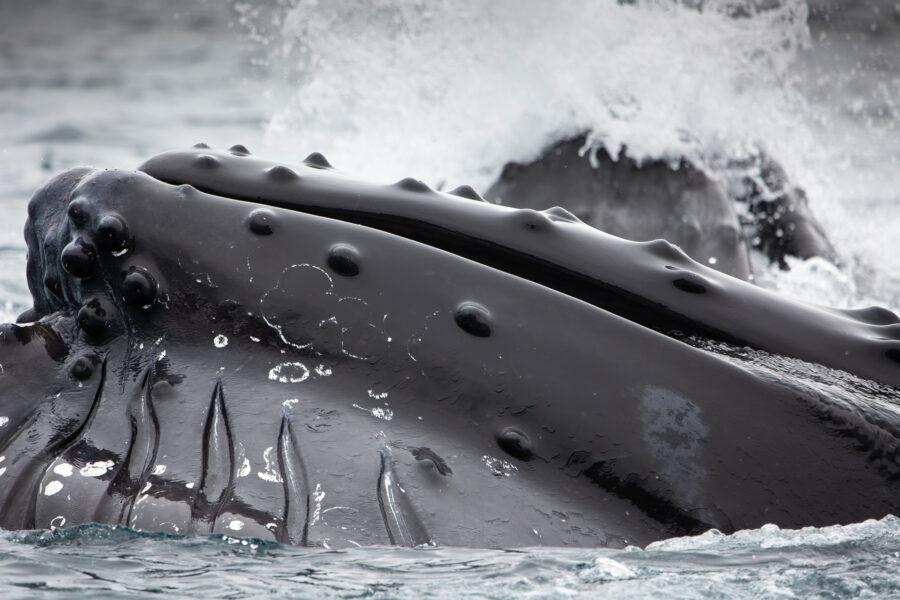 Close up whale. Photo by Lars Anker Møller - Visit East Greenland