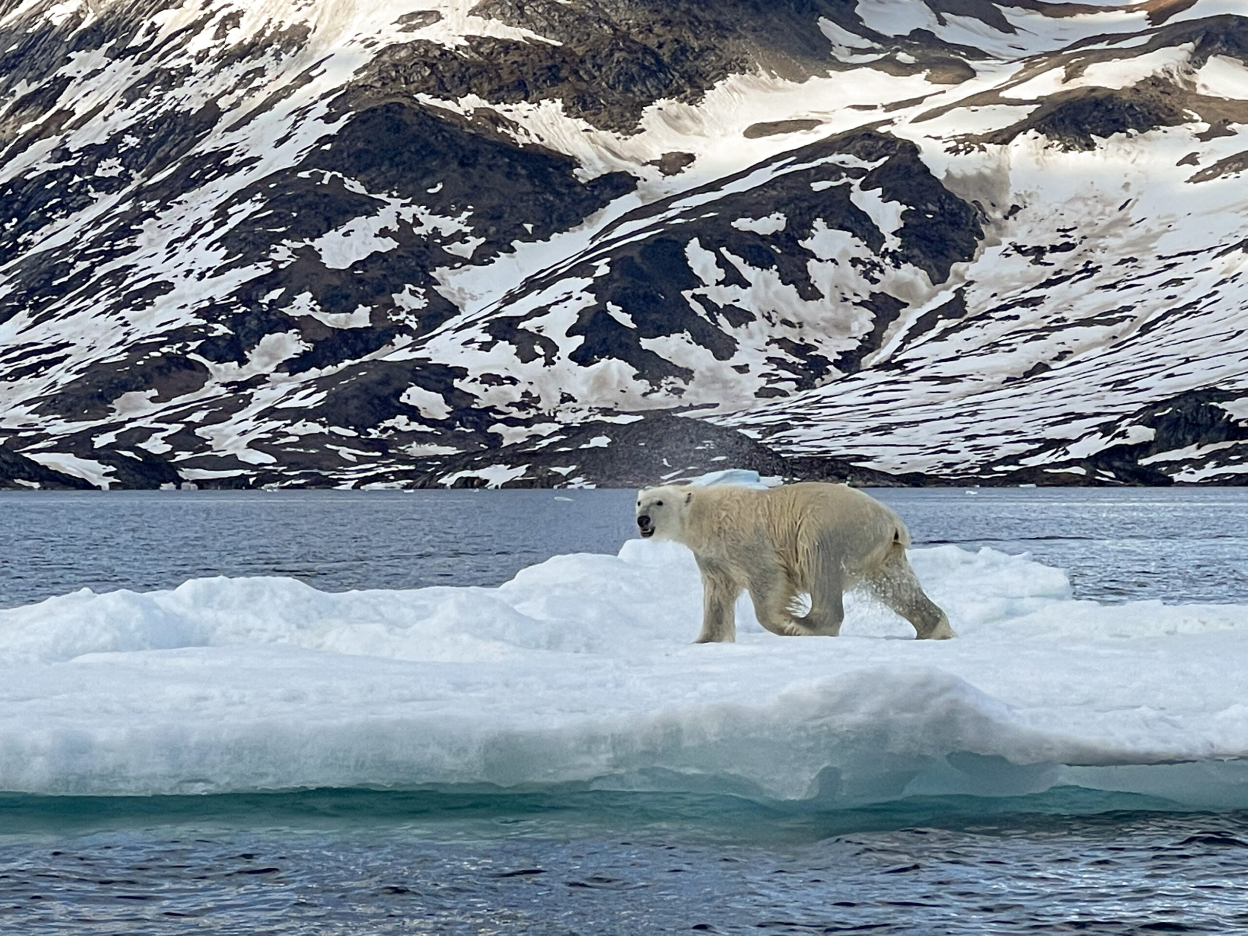 Polar bear close up. Photo by Mathane Qatsa - Visit East Greenland