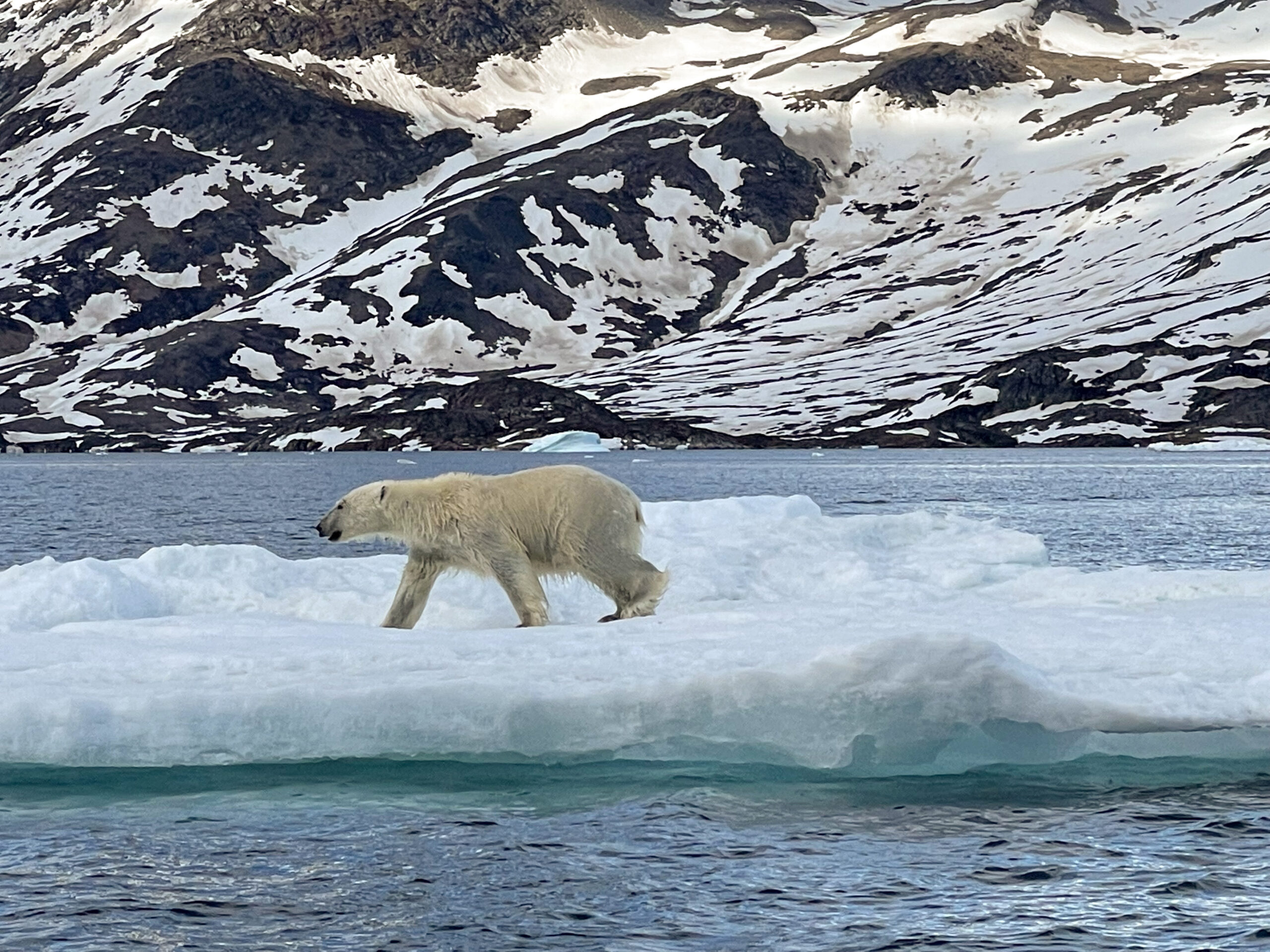 Polar bear on ice float in East Greenland. Photo by Mathane Qatsa - Visit East Greenland