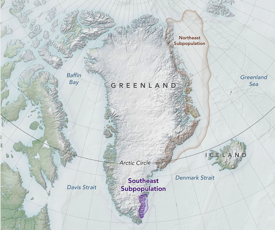 Graphic showing polar bear populations in East Greenland. Photo by NASA’s Earth Observatory and Visit East Greeland