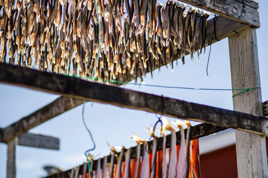 Fish drying outside residential house in East Greenland. Photo by Aningaaq Rosing Carlsen - Visit Greenland