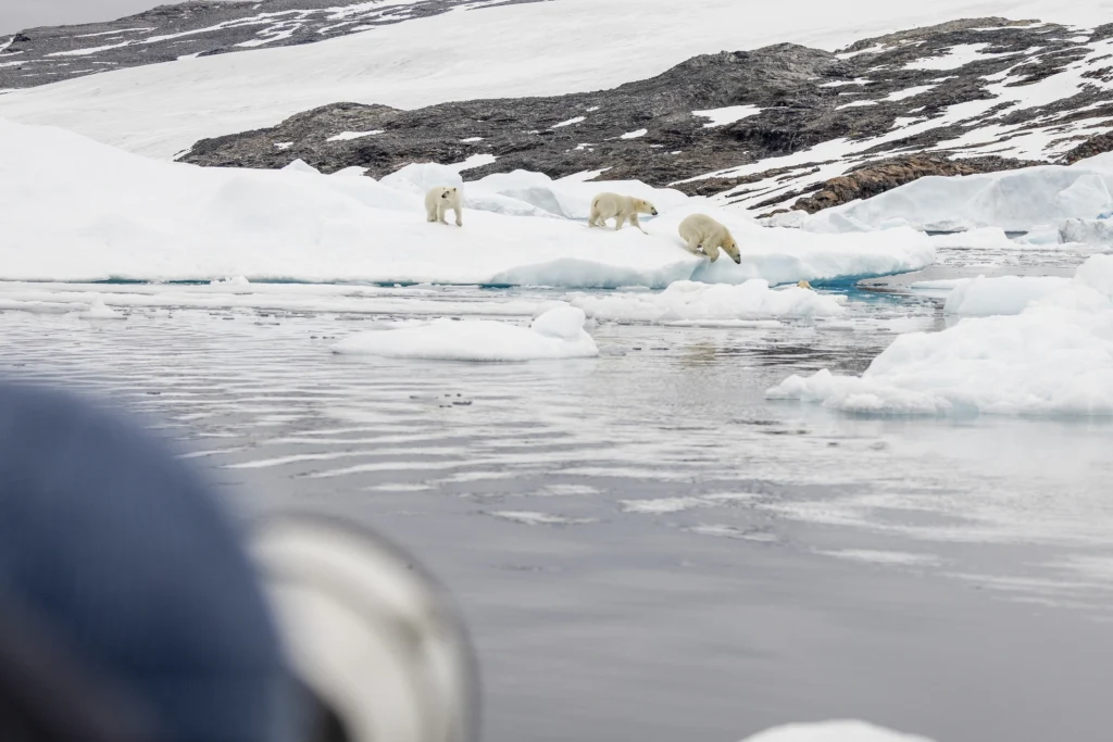 Polar Bears jumping into the water. Photo by Oscar Scott Carl - Visit East Greenland