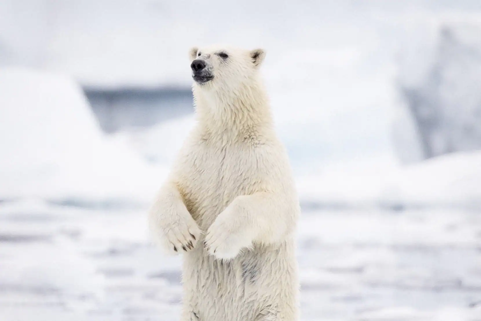 Standing polar bear in East Greenland’s icy environment.