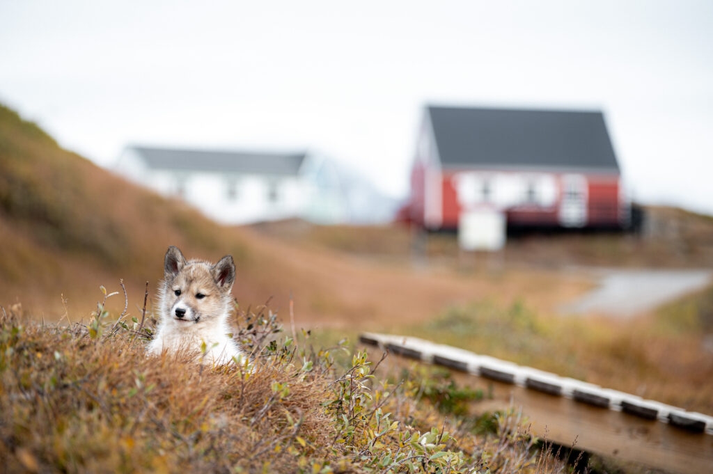 Sled dog puppy in the flower valley. Photo by Chris Koenig - Visit Greenland