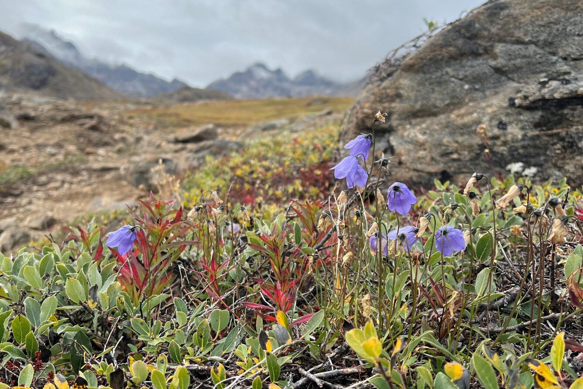 Purple flowers, common harebell in the Flower Valley of Tasiilaq.