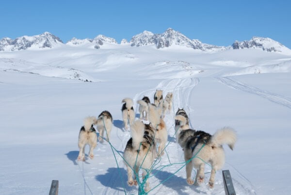 Dog sledding tour on a beautiful and sunny day in the Ammassalik region, sledding across snow covered mountains and ridges.