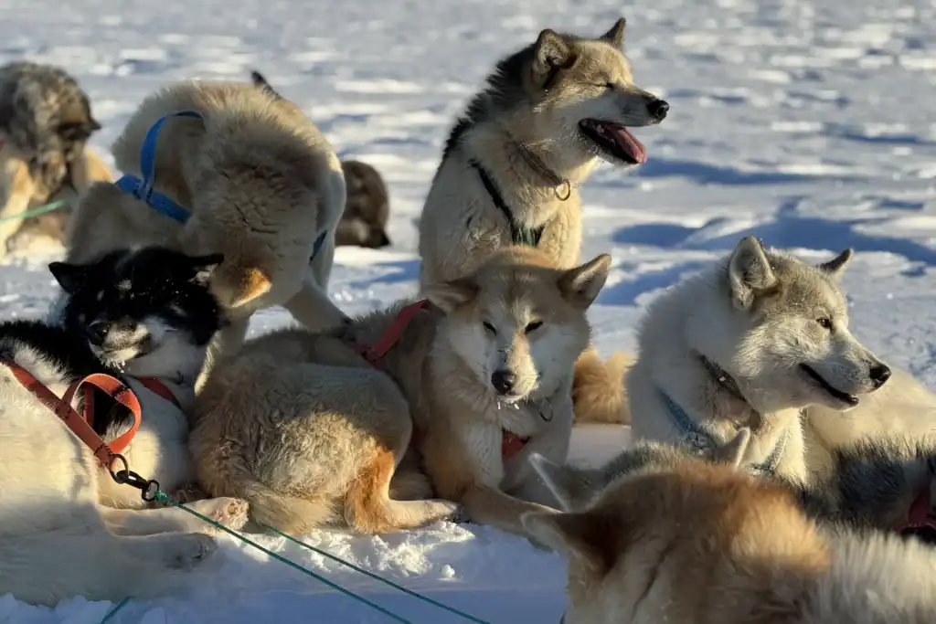 A pack of sled dogs during a break enjoying the sun.