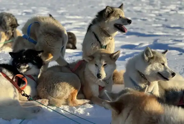 A pack of sled dogs during a break enjoying the sun.