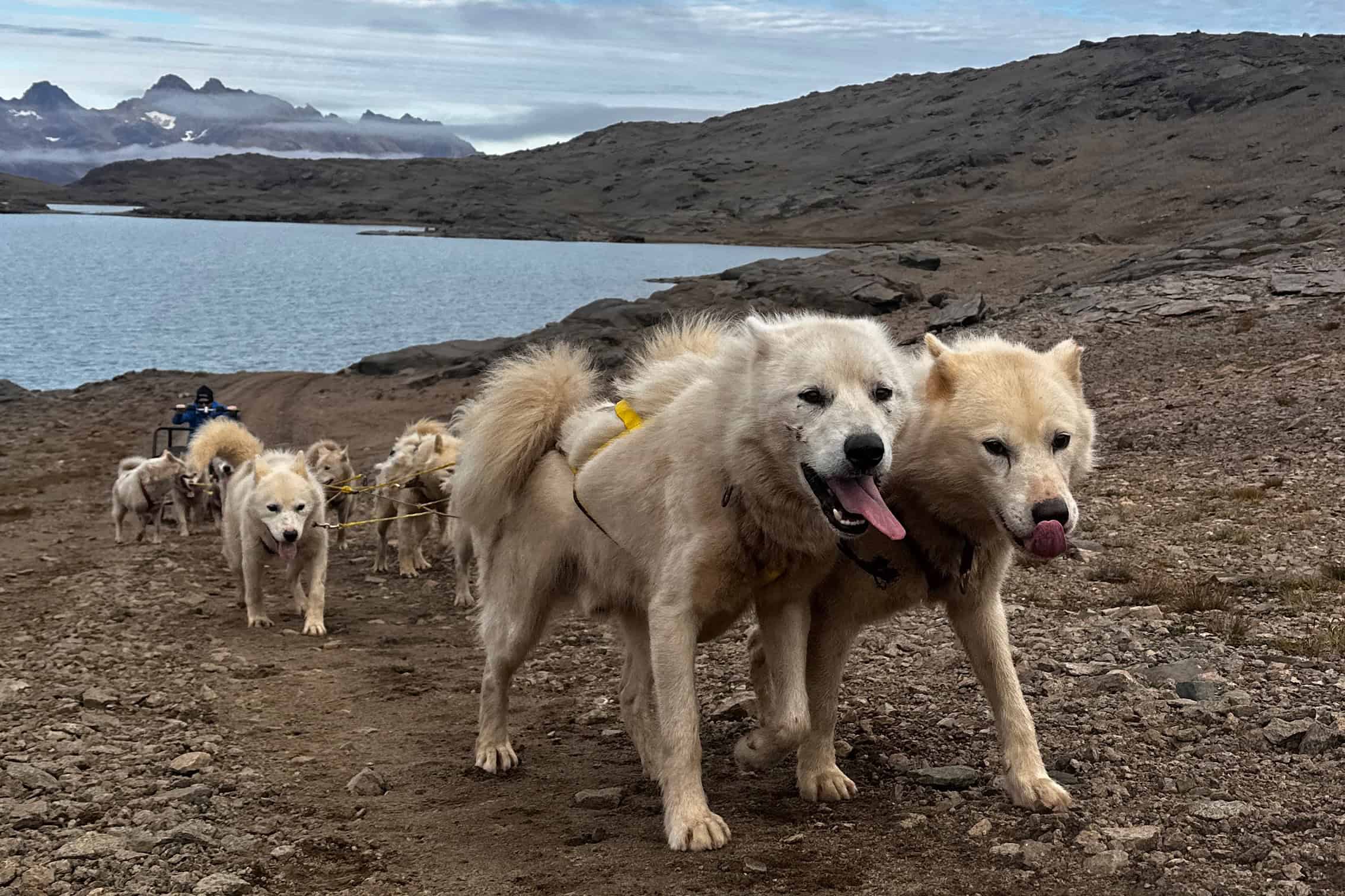 East Greenlandic sled dogs pulling up the summer cart on the gravel road